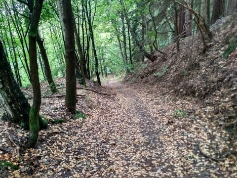 Stará cesta do Kraslic